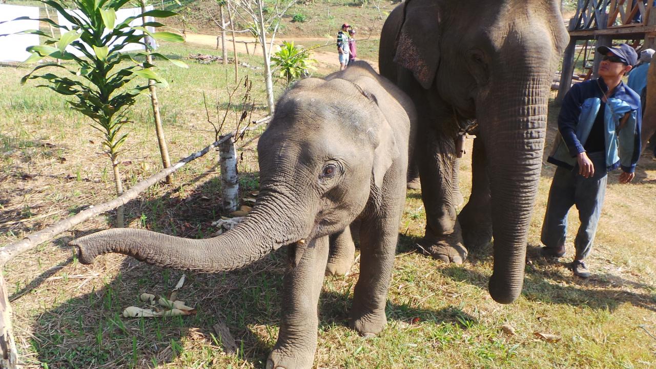 Elephant Conservation Center