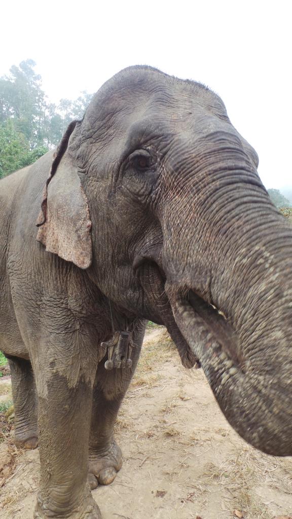 Elephant Conservation Center