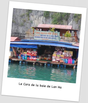 Halong b 1
