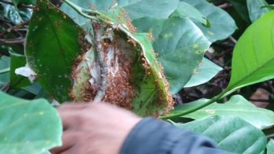 Mr vieng fourmis