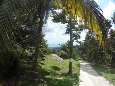 Samui 3